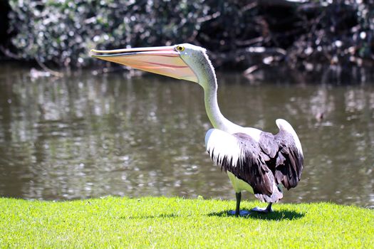 Australian Pelican - Pelecanus Conspicillatus - along the River Torrens, Adelaide, Australia