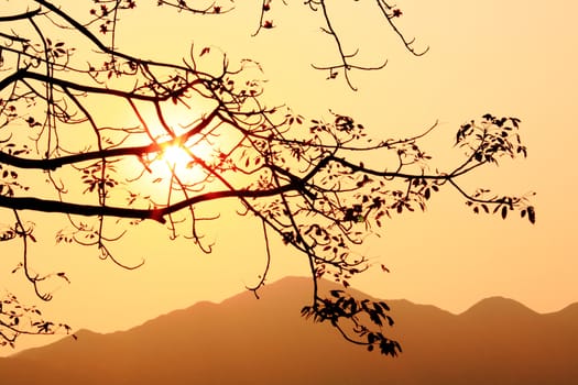 sunset and tree, bombax ceiba, silhouette