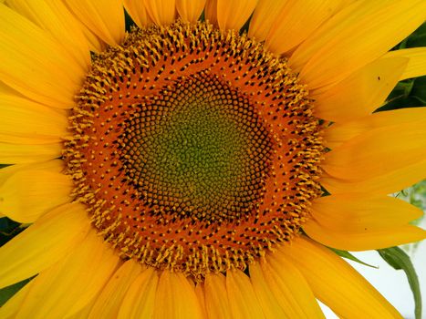 close up of a sunflower in full bloom