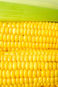 Close up of grains on maize.