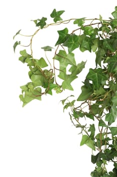 Nice green ivy isolated on white background with clipping path