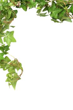 Nice green ivy isolated on white background with clipping path