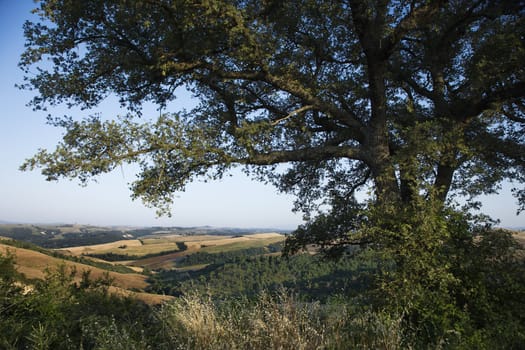 Large oak tree growing in Tuscany, Italy, with rolling hills in background.