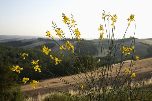 Yellow wildflower growing on hillside in Tuscany, Italy.