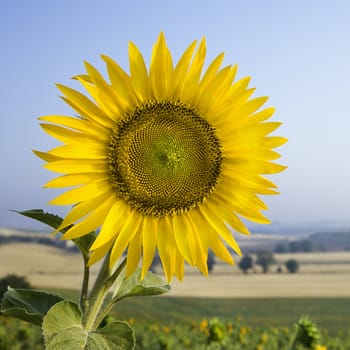 Close-up of one sunflower growing in field in Tuscany, Italy.