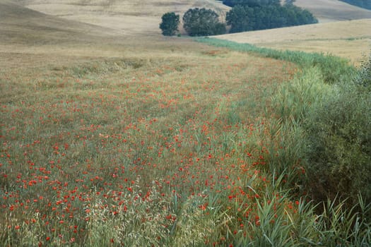 Field of poppies growing in countryside in Tuscany, Italy.