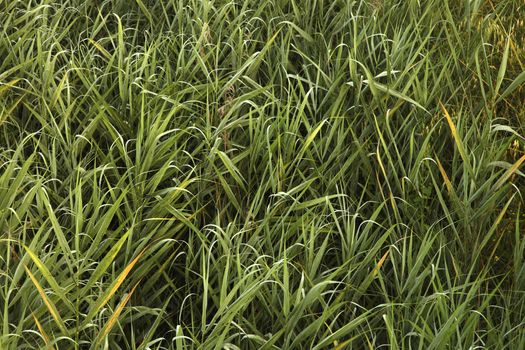 Close-up of overgrown grass and weeds in Tuscany, Italy.