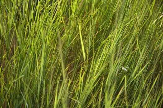 Close-up of grass growing in Tuscany, Italy.