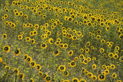 Sunflowers growing in field in Tuscany, Italy.