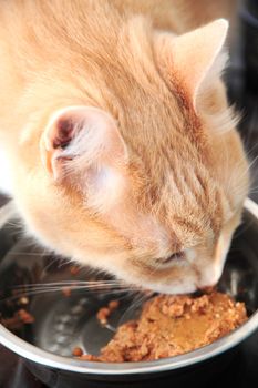 Cat eating his dinner at home.