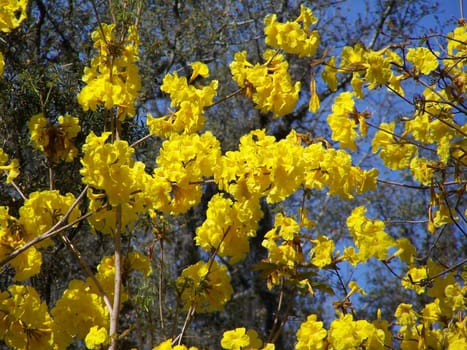 This is a flowering tree that grows in the tropics concidered by many to one of the most beautiful ornamental plants in the world.