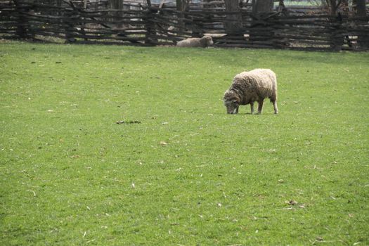 A grazing sheep in a green feild with a fence in the background.