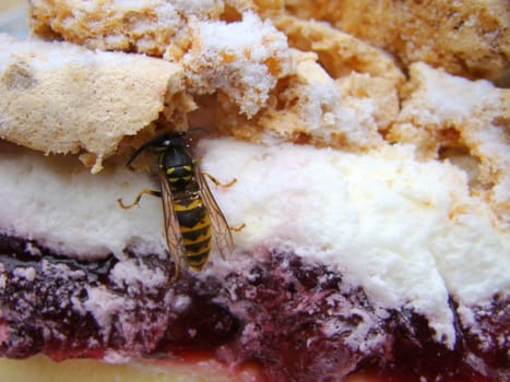 wasp eating of pie