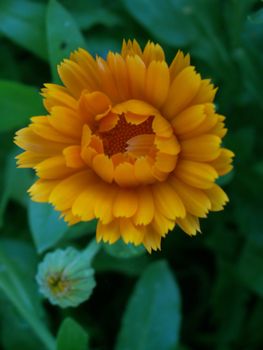 detail of a marigold flower