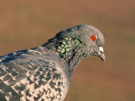 detail shoot of pigeon head