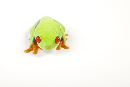 Red eyed tree frog sitting on white background