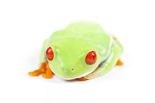 Red eyed tree frog sitting on white background