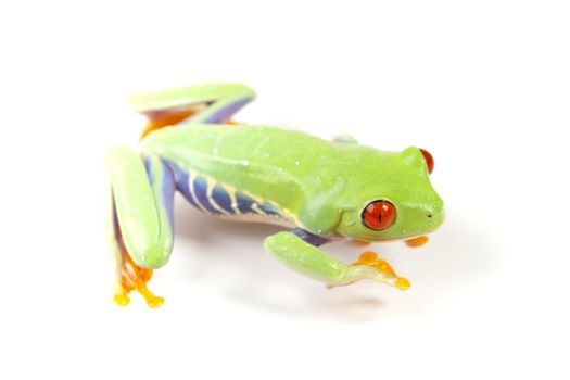 Red eyed tree frog sitting on white background