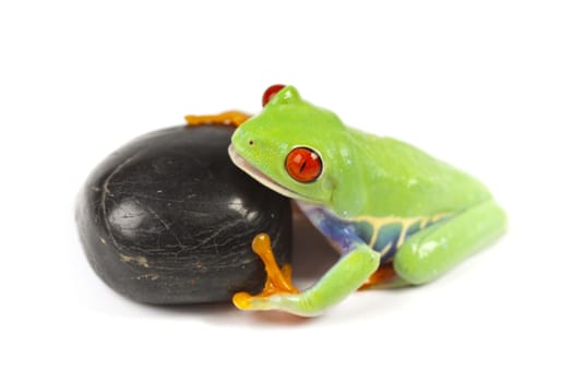 Red eyed tree frog sitting on white background