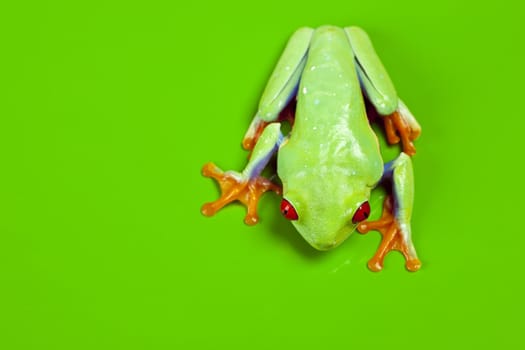 Red eyed tree frog sitting on green background