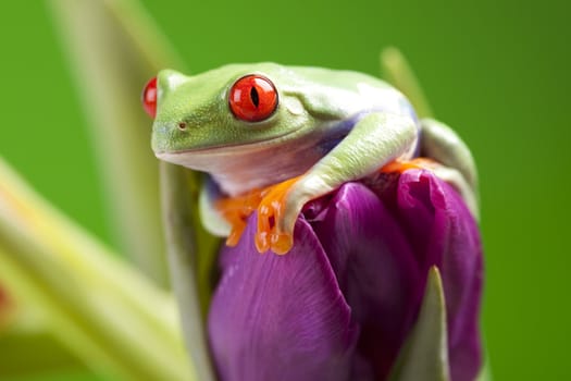 Red eyed tree frog sitting on tulip