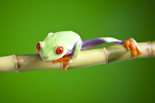 Red eyed tree frog sitting on bamboo