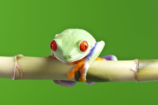 Red eyed tree frog sitting on bamboo