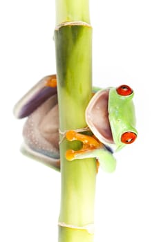 Red eyed tree frog sitting on bamboo