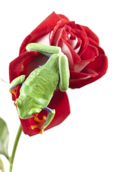 Red eyed tree frog sitting on red rose