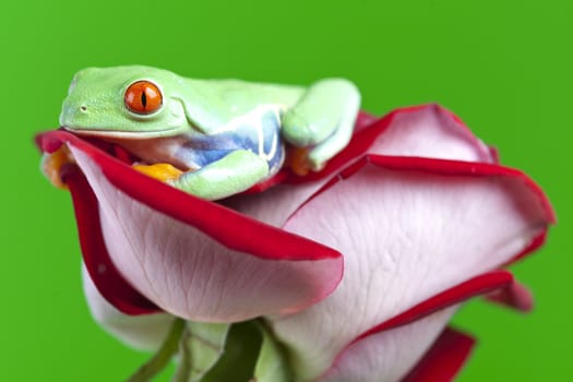 Red eyed tree frog sitting on flower