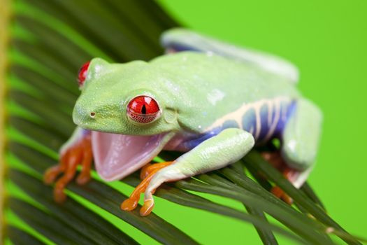 Red eyed tree frog sitting on green leaf