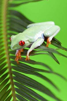Red eyed tree frog sitting on green leaf