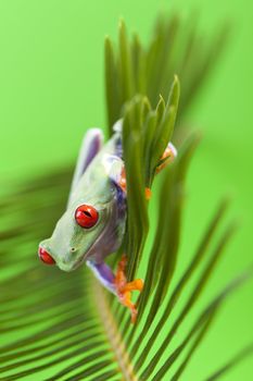 Red eyed tree frog sitting on green leaf