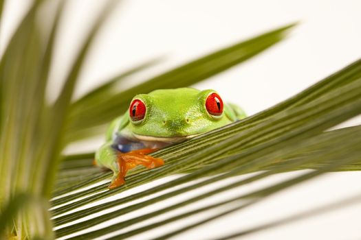 Red eyed tree frog sitting on green leaf