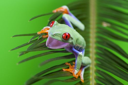 Red eyed tree frog sitting on green leaf