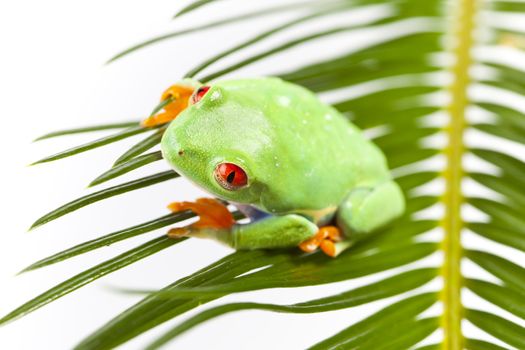 Red eyed tree frog sitting on green leaf