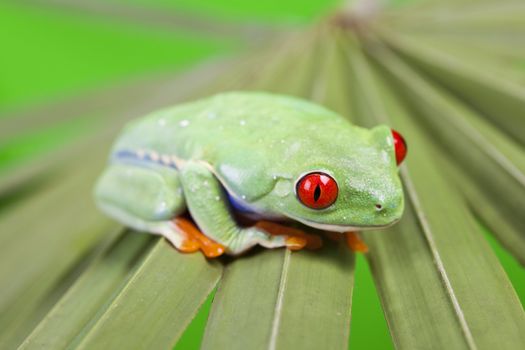 Red eyed tree frog sitting on green leaf