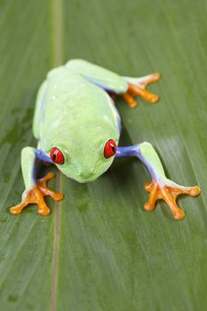 Red eyed tree frog sitting on green leaf