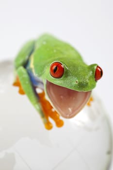 Red eyed tree frog sitting on globe