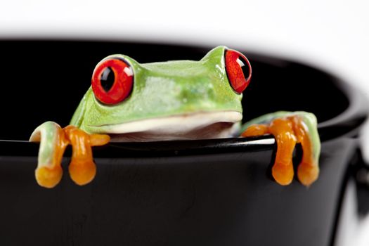 Red eyed tree frog sitting on black cup