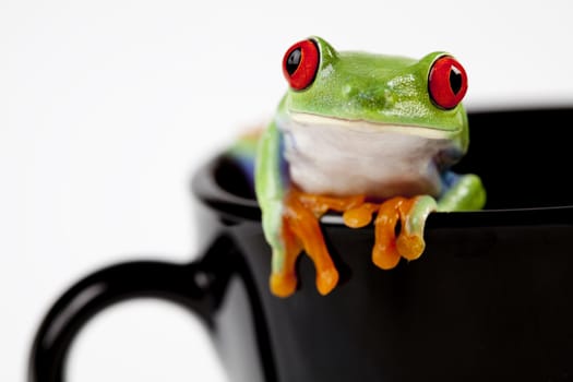 Red eyed tree frog sitting on black cup