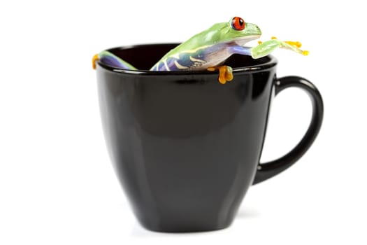 Red eyed tree frog sitting on black cup