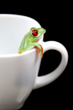 Red eyed tree frog sitting on white cup