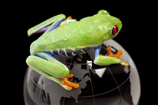 Red eyed tree frog sitting on globe