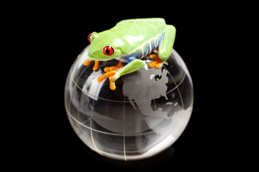 Red eyed tree frog sitting on globe