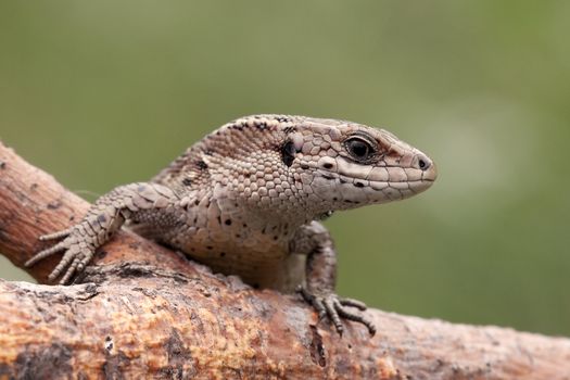 Sand lizard on a tree branch looking at us