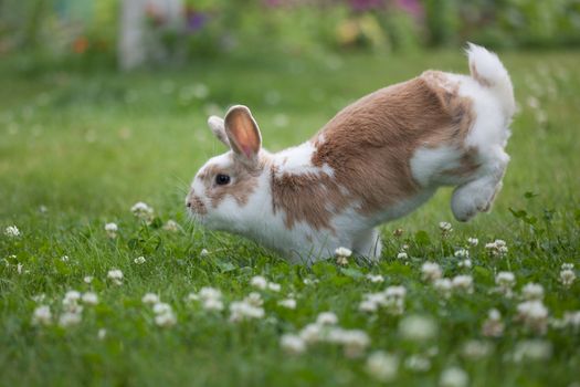 Funny and gentle rabbit jumping on grass