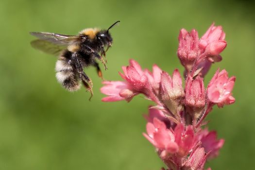 A Bumblebee in flight over pink flowers on
a clear summer day
