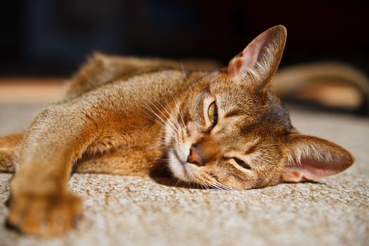 verry cool and wounderful young abyssinian cat photo