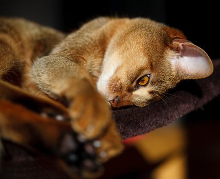 verry cool and wounderful young abyssinian cat photo